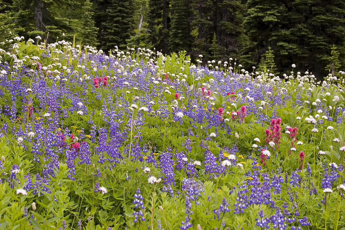 Beautiful blossoming wildflowers in an alpine meadow with a forest in the background in Mount Rainier National Park,Washington,United States of America