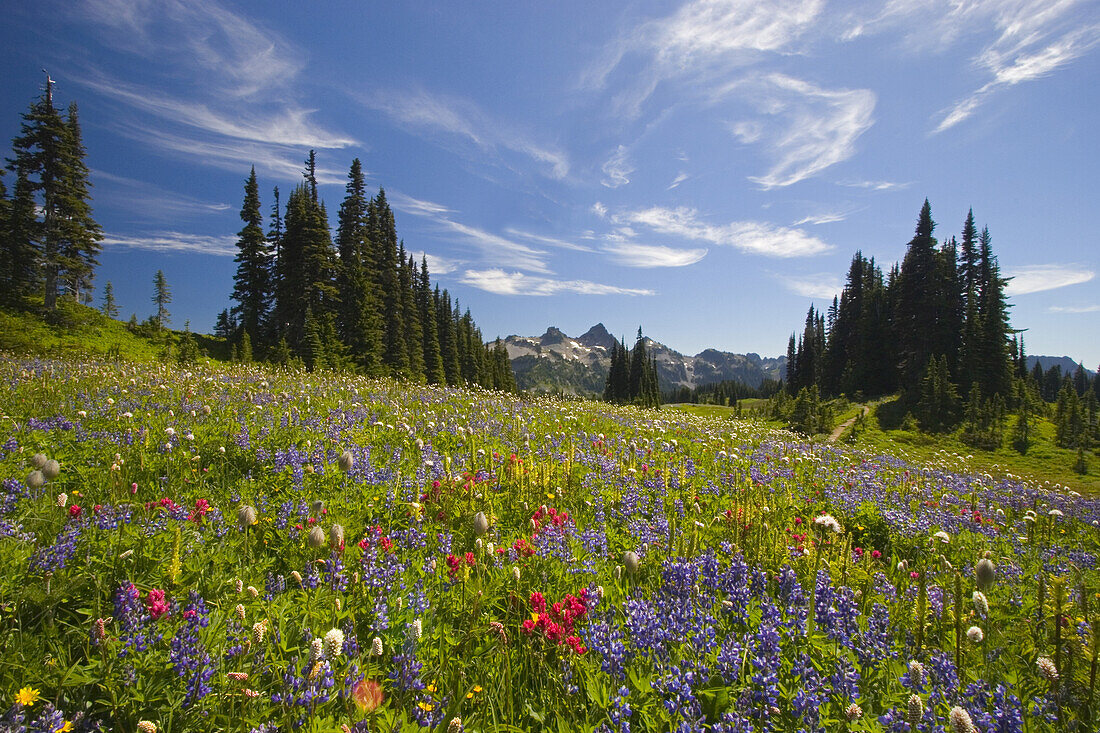 Beautiful blossoming wildflowers in an alpine meadow with a forest and rugged Cascade Range in the background in Mount Rainier National Park,Washington,United States of America