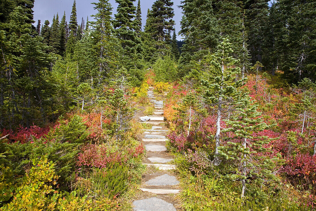 Kräftige Herbstfarben entlang eines Pfades in einem Wald, Mount Rainier National Park, Washington, Vereinigte Staaten von Amerika