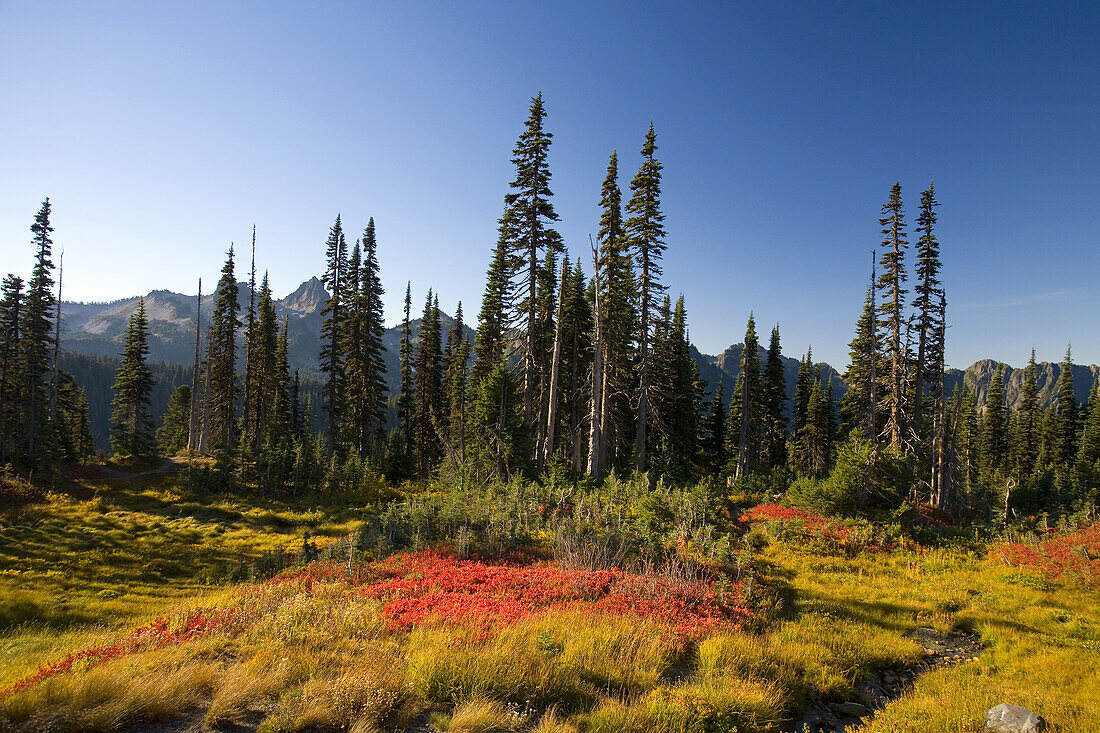 Vibrant autumn colours in a meadow with a forest and rugged peaks of the Cascade Range in Mount Rainier National Park,Washington,United States of America