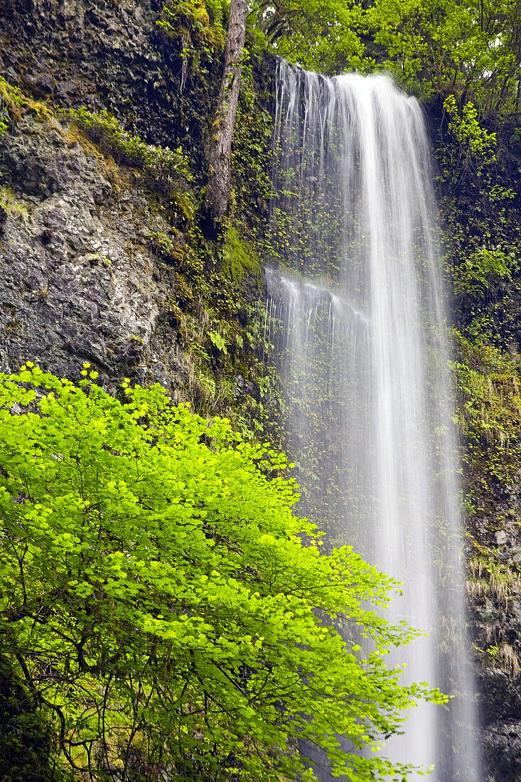 Wasserfall, der über eine mit Moos bedeckte Klippe stürzt, Winter Falls, Silver Falls State Park, Oregon, Vereinigte Staaten von Amerika