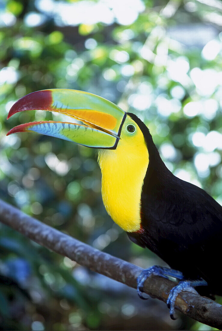 Keel-billed Toucan (Ramphastos sulfuratus),Honduras