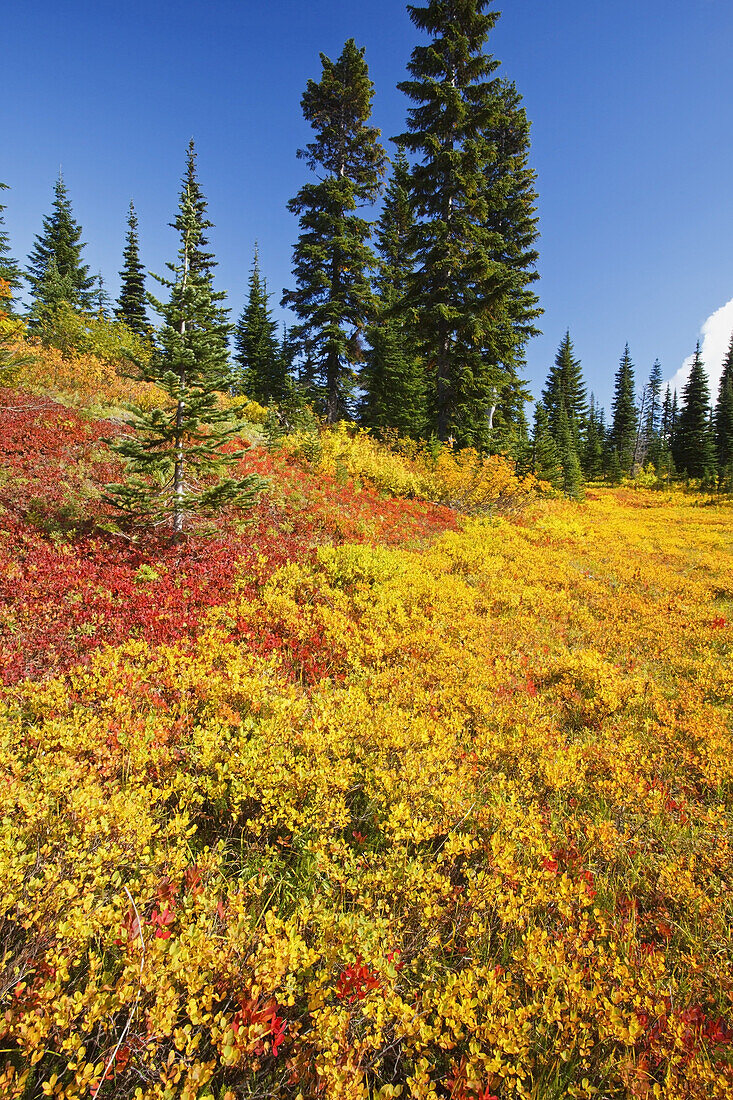 Farbenfrohes Herbstlaub an einem Berghang im Mount Rainier National Park, Washington, Vereinigte Staaten von Amerika