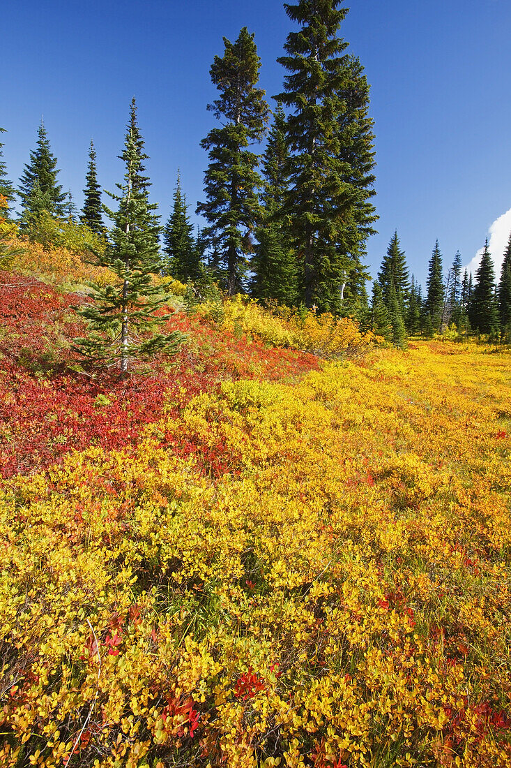 Vibrant autumn coloured foliage on a mountainside in Mount Rainier National Park,Washington,United States of America