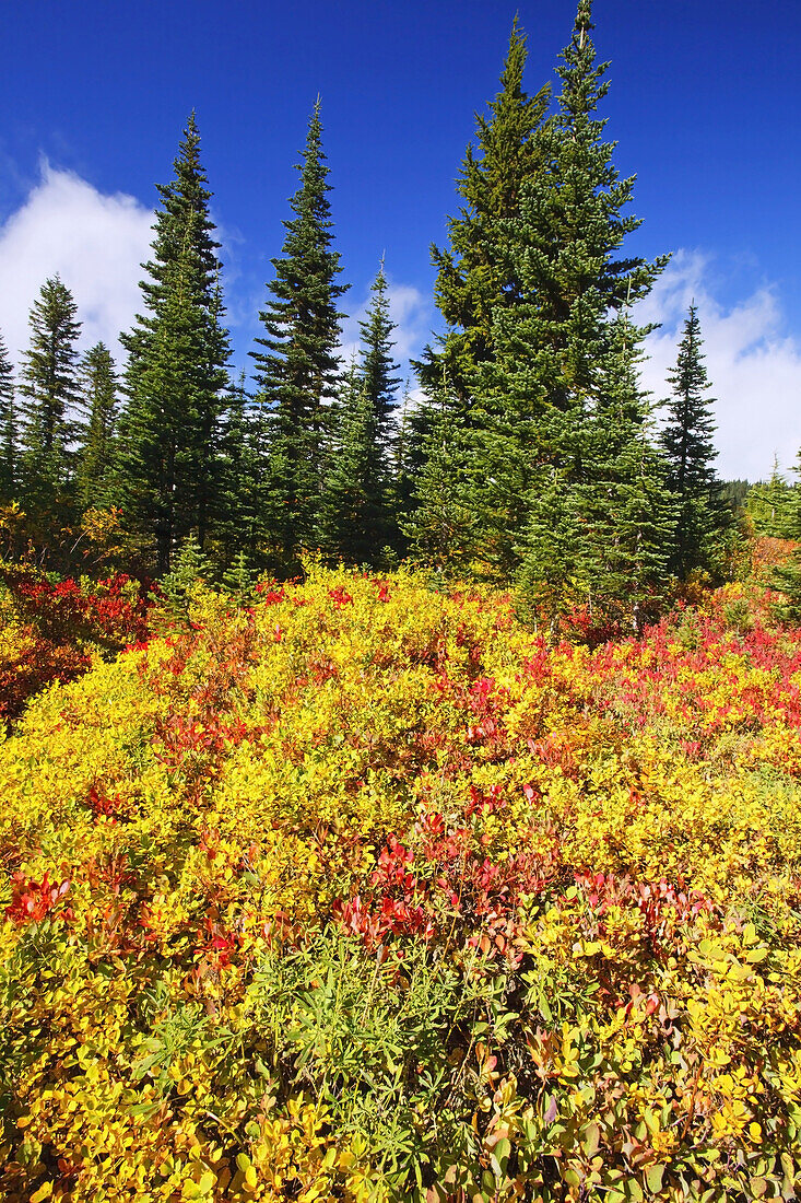 Lebhaftes Herbstlaub an einem Berghang im Mount Rainier National Park,Washington,Vereinigte Staaten von Amerika