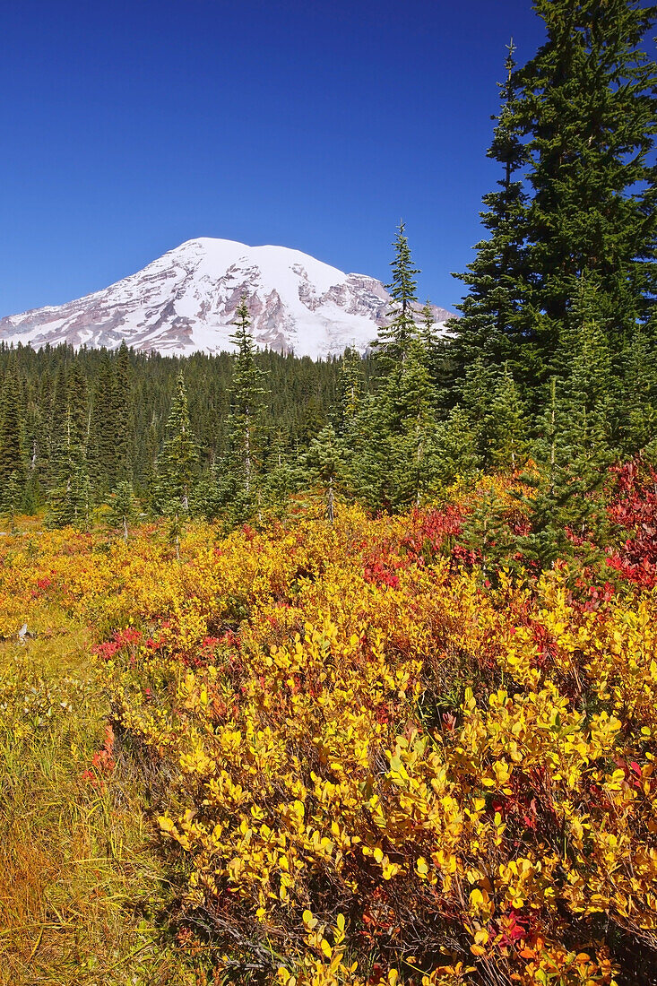 Schneebedeckter Mount Rainier und Herbstfarben auf einer Wiese mit dichtem Wald und strahlend blauem Himmel am Morgen im Mount Rainier National Park, Washington, Vereinigte Staaten von Amerika