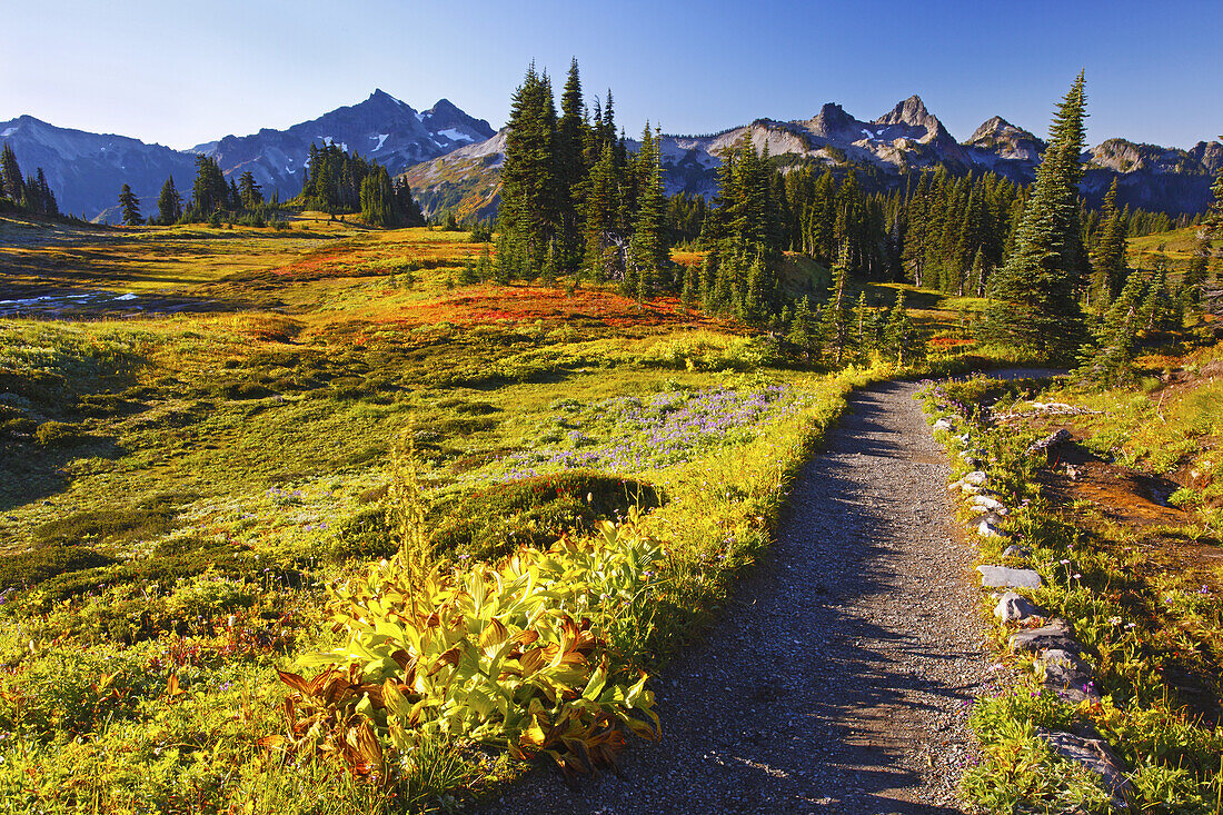 Vibrant autumn coloured foliage along a trail and rugged mountain peaks in the Tatoosh Range in Mount Rainier National Park,Washington,United States of America