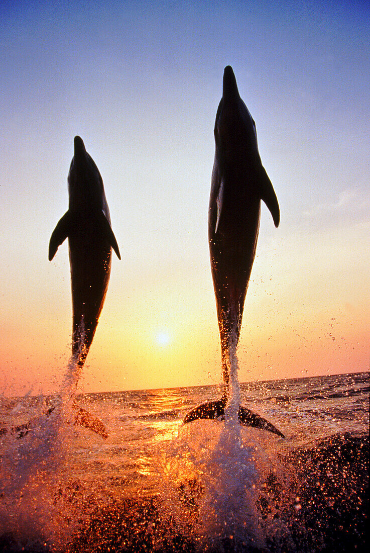 Two Bottlenose dolphins jump mid-air side by side,backlit by the sun setting over the ocean,Roatan,Honduras