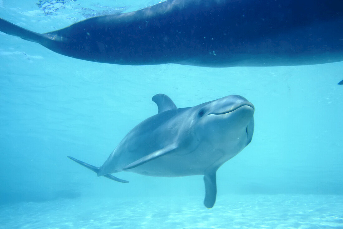 Two Bottlenose dolphins in the turquoise ocean water of the Caribbean Sea,Honduras