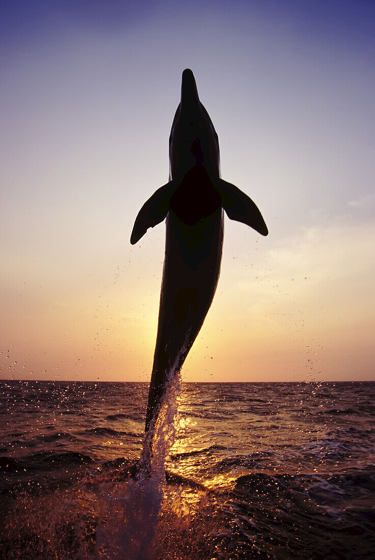 A Bottlenose dolphin jumps in the air backlit by the sun setting over the ocean,Bay Islands,Honduras