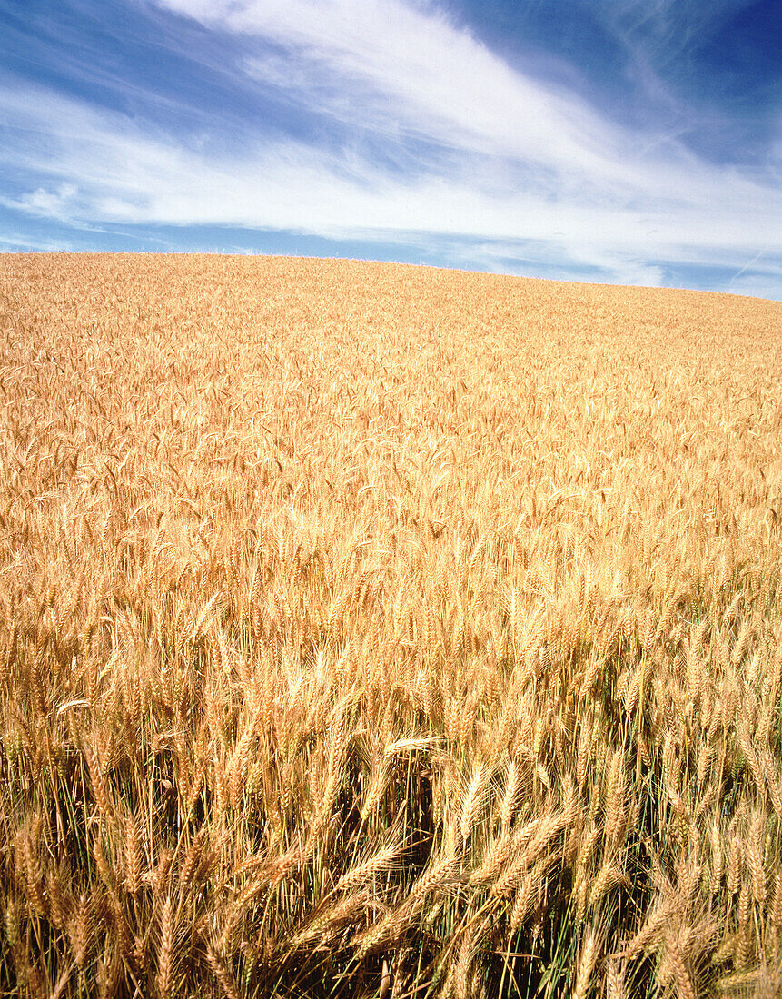 Reifendes Weizenfeld auf dem weiten Ackerland und einem fernen Horizont, Palouse Region, Washington, Vereinigte Staaten von Amerika