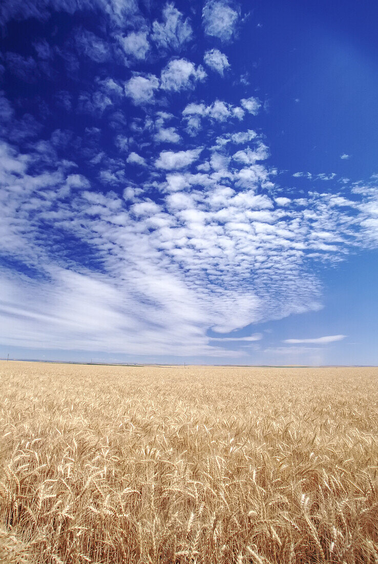 Reifes Weizenfeld auf dem weiten Ackerland über sanften Hügeln und einem fernen Horizont im Pazifischen Nordwesten,Oregon,Vereinigte Staaten von Amerika
