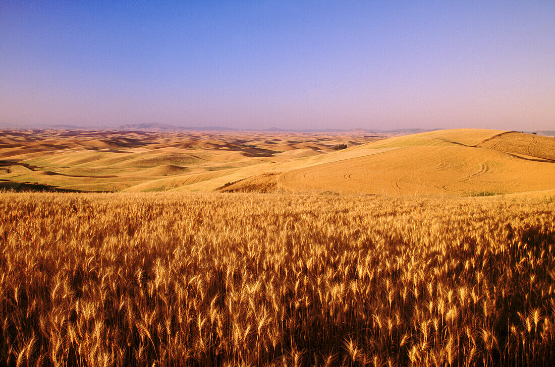 Goldene Pflanzen auf den sanften Hügeln des weitläufigen Ackerlandes und einem fernen Horizont im Steptoe Butte State Park bei Sonnenuntergang, Palouse Region, Washington, Vereinigte Staaten von Amerika