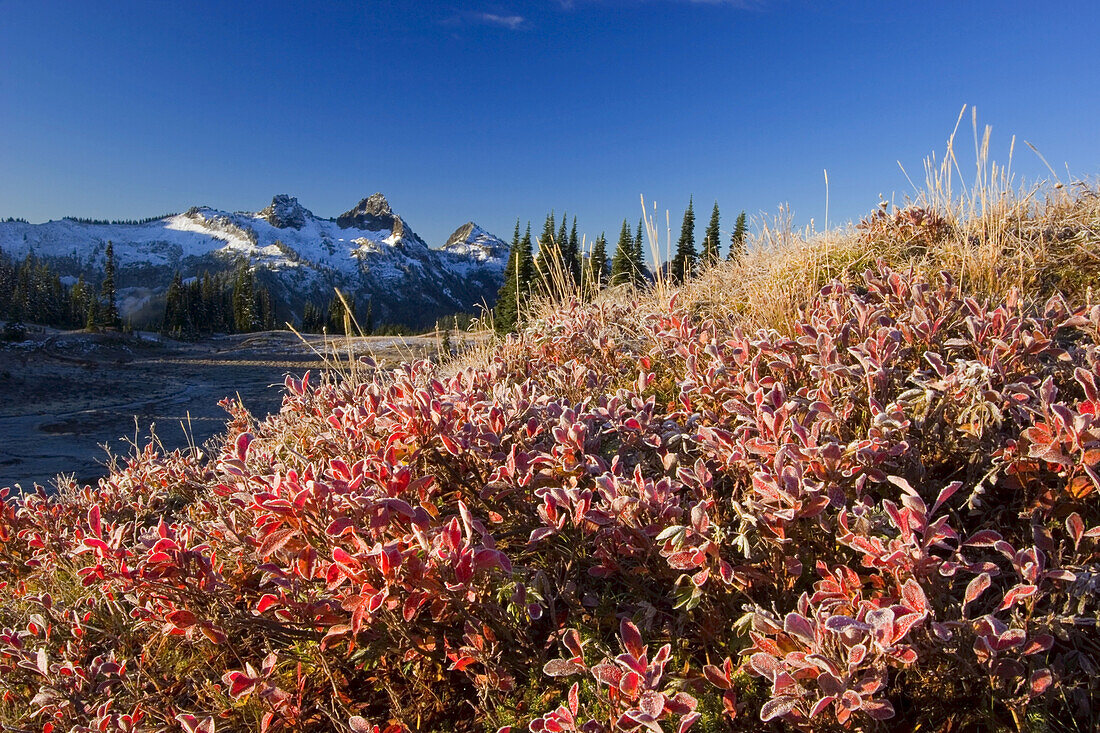 Rugged peaks of the Tatoosh Range with snow against a blue sky and frost on the autumn coloured foliage in the foreground,Mount Rainier National Park,Washington,United States of America