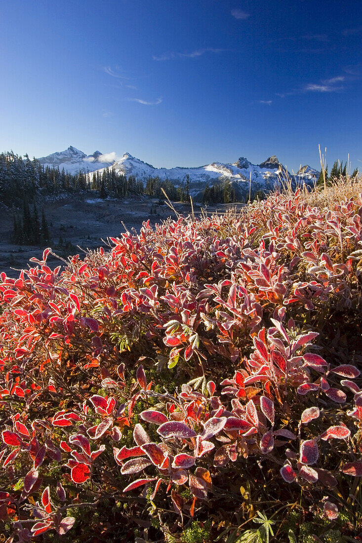 Schroffe Gipfel der Tatooth Range mit Schnee vor blauem Himmel und Frost auf dem herbstlichen Laub im Vordergrund, Mount Rainier National Park, Washington, Vereinigte Staaten von Amerika