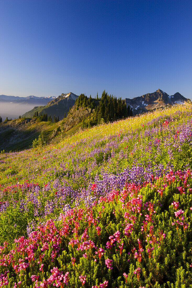 Colourful blossoms on a mountainside meadow with the peaks of the Tatoosh Range in the background,Mount Rainier National Park,Washington,United States of America