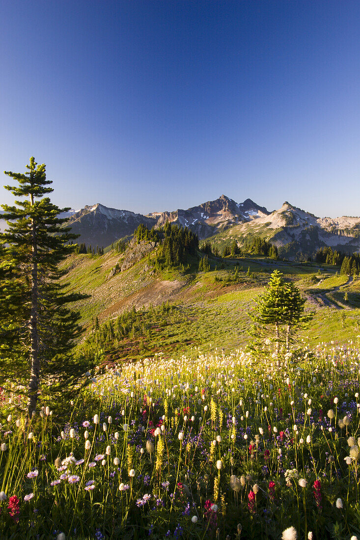 Farbenfrohe Blüten auf einer Bergwiese mit den Gipfeln der Tatoosh Range im Hintergrund, Mount Rainier National Park,Washington,Vereinigte Staaten von Amerika