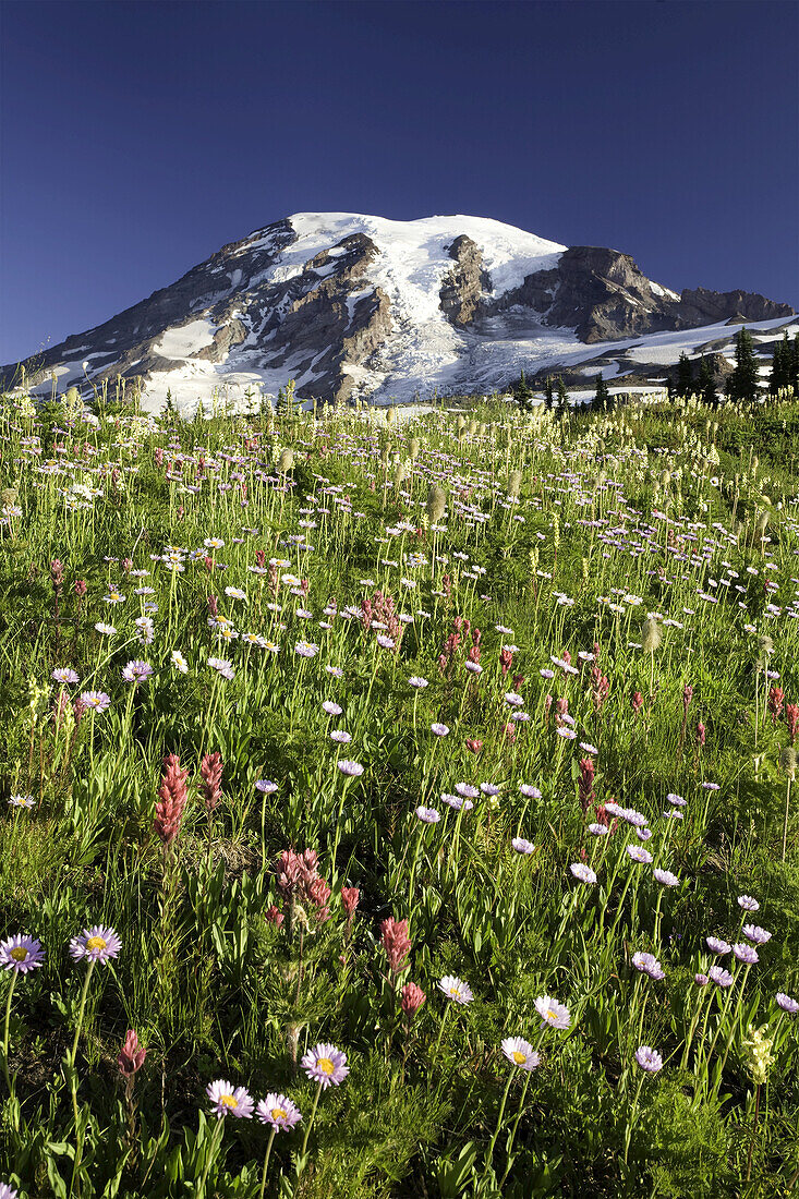 Blühende Wildblumen auf einer alpinen Wiese im Mount Rainier National Park, Washington, Vereinigte Staaten von Amerika
