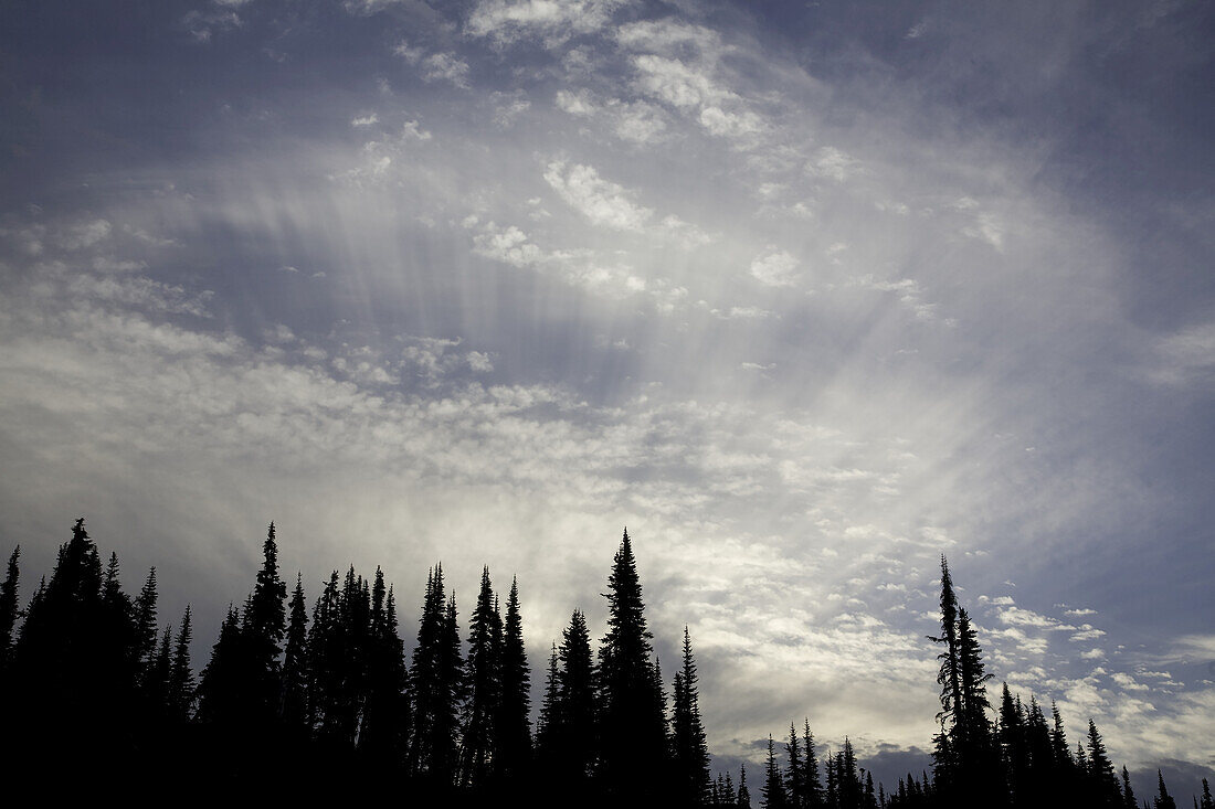 Sun rays over silhouetted trees in a forest at sunrise and a distant mountain range in Mount Rainier National Park,Washington,United States of America