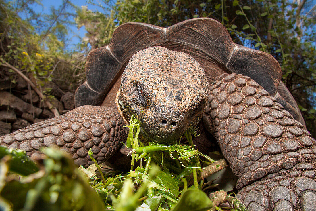 Eine Galapagos-Riesenschildkröte (Geochelone elephantopus) frisst Laub, Santa Cruz Island, Galapagos Archipel, Ecuador