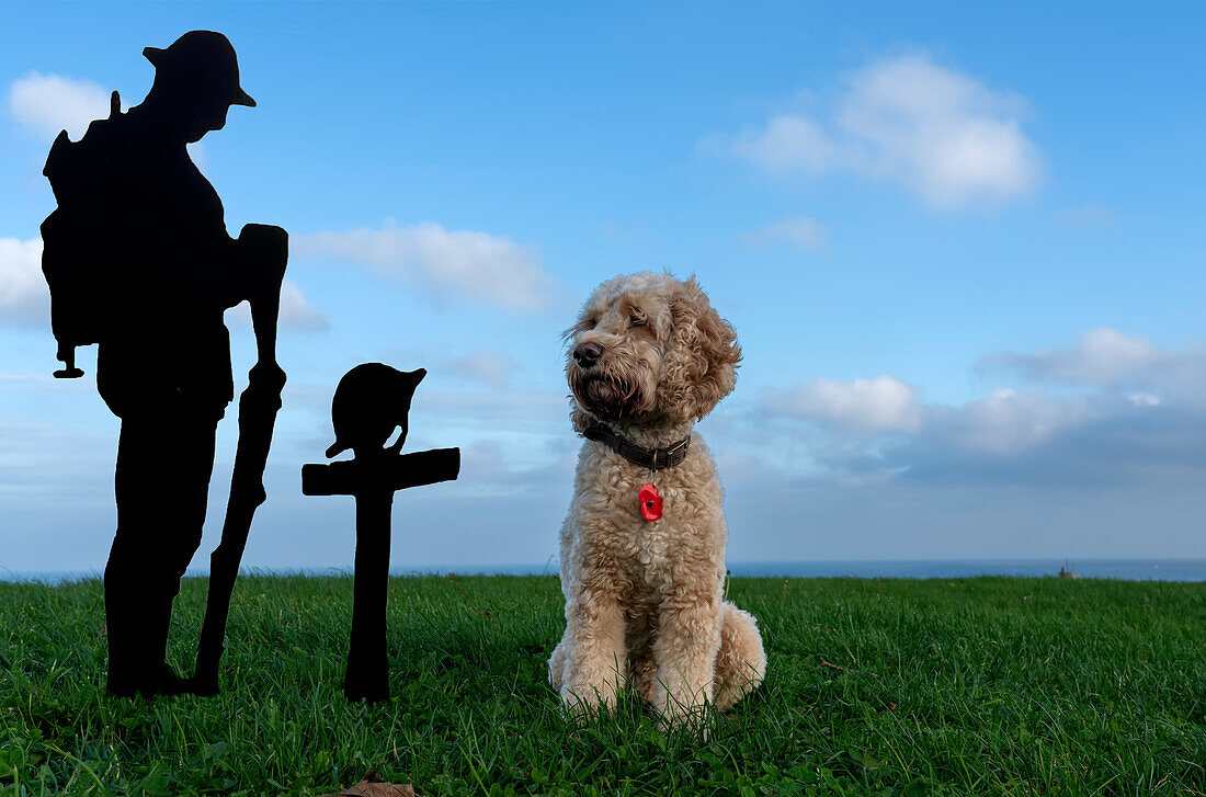 Dog sits at a Remembrance Day monument,South Shields,Tyne and Wear,England