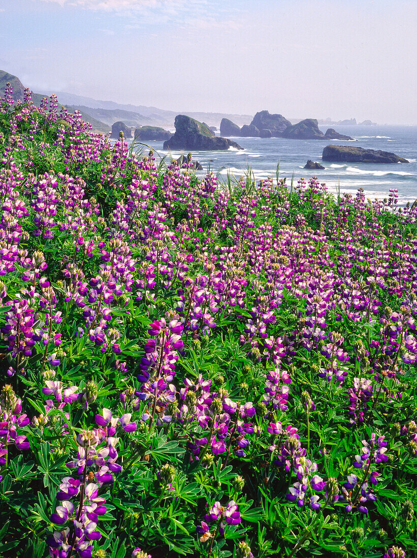 Blühende Lupinen an einem Hang an der Küste mit Felsformationen entlang der Küste von Oregon bei Cape Sebastian, Oregon, Vereinigte Staaten von Amerika