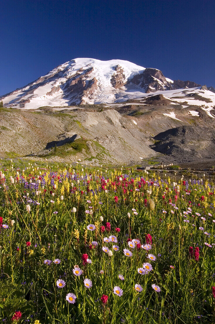 Wildflowers growing in an alpine meadow in Paradise Park with a snow-capped Mount Rainier in the background,Mount Rainier National Park,Washington,United States of America