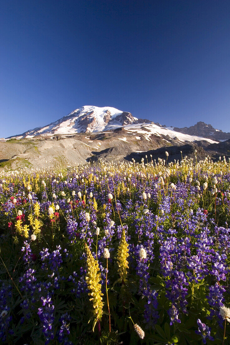 Wildblumen auf einer alpinen Wiese im Paradise Park mit dem schneebedeckten Mount Rainier im Hintergrund,Mount Rainier National Park,Washington,Vereinigte Staaten von Amerika