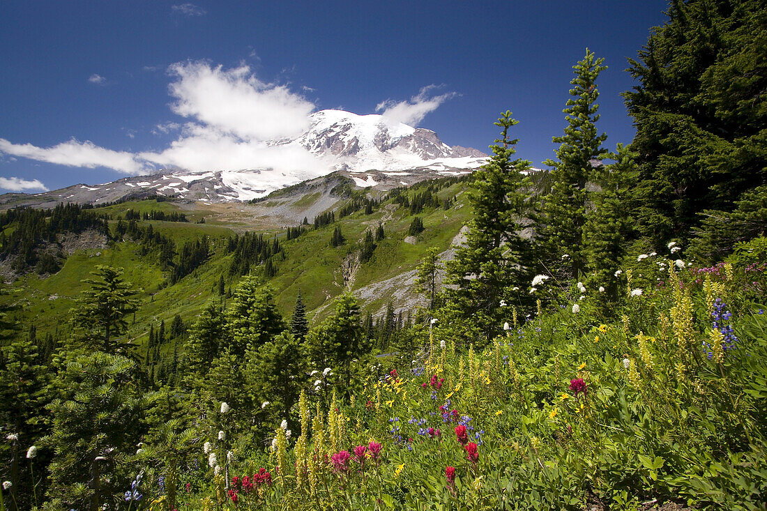 Wildblumen auf einer alpinen Wiese im Paradise Park mit dem schneebedeckten Mount Rainier im Hintergrund, Mount Rainier National Park, Washington, Vereinigte Staaten von Amerika