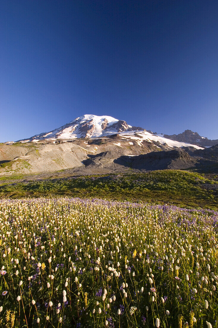 Wildblumen auf einer alpinen Wiese im Paradise Park mit dem schneebedeckten Mount Rainier im Hintergrund, Mount Rainier National Park, Washington, Vereinigte Staaten von Amerika