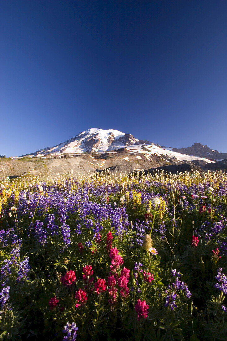 Wildblumen auf einer alpinen Wiese im Paradise Park mit dem schneebedeckten Mount Rainier im Hintergrund, Mount Rainier National Park, Washington, Vereinigte Staaten von Amerika