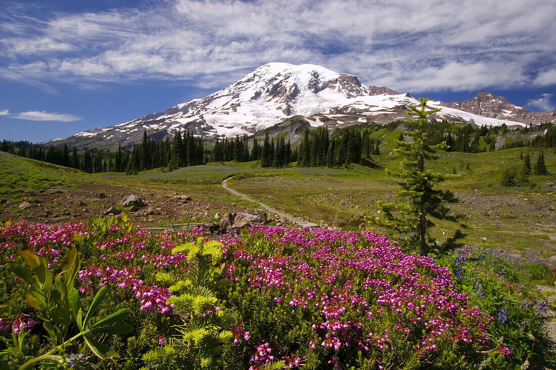 Wildblumen auf einer alpinen Wiese im Paradise Park mit dem schneebedeckten Mount Rainier im Hintergrund und einem Weg, der durch die Landschaft im Mount Rainier National Park führt, Washington, Vereinigte Staaten von Amerika