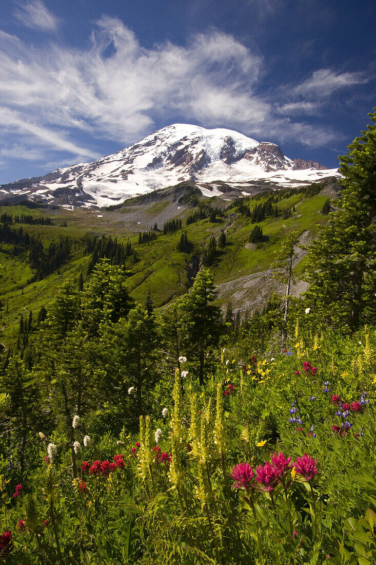 Wildblumen auf einer alpinen Wiese im Paradise Park mit dem schneebedeckten Mount Rainier im Hintergrund, Mount Rainier National Park, Washington, Vereinigte Staaten von Amerika