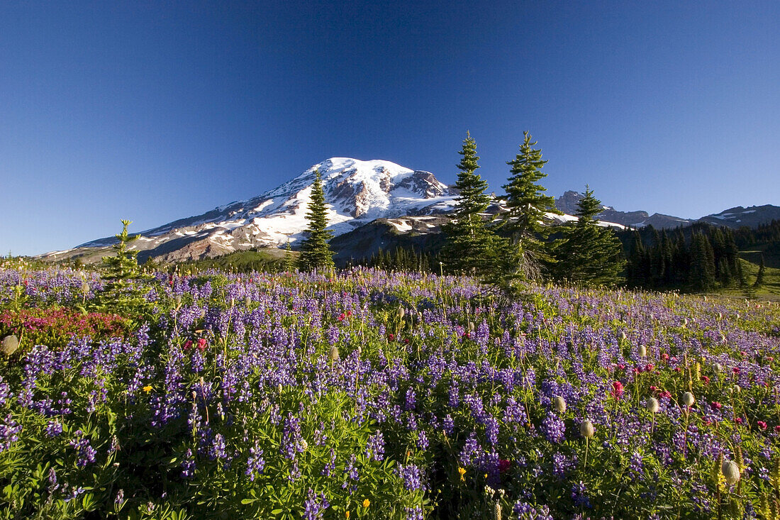 Wildblumen auf einer alpinen Wiese im Paradise Park mit dem schneebedeckten Mount Rainier im Hintergrund,Mount Rainier National Park,Washington,Vereinigte Staaten von Amerika