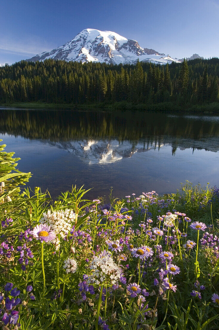 Wald und Mount Rainier spiegeln sich in einem See mit blühenden Wildblumen auf einer alpinen Wiese im Mount Rainier National Park, Washington, Vereinigte Staaten von Amerika