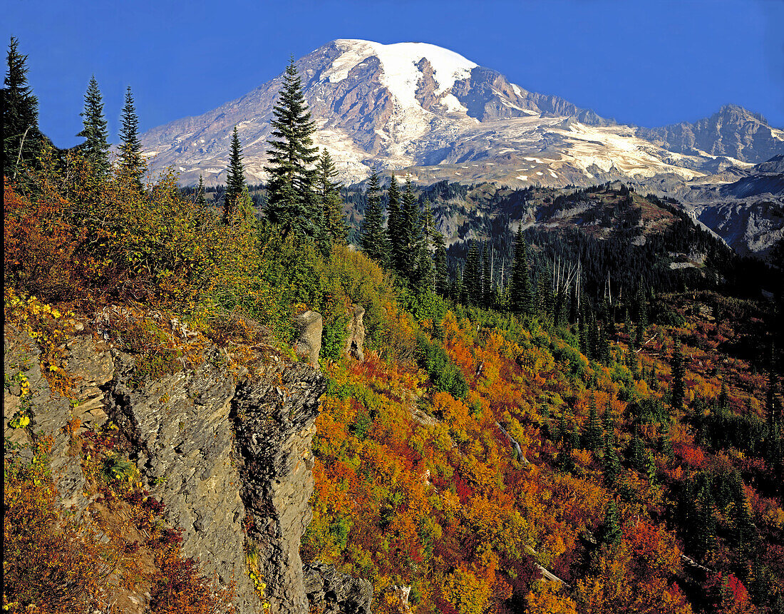 Autumn coloured foliage covers the mountainside in Mount Rainier National Park with traces of snow on Mount Rainier: Washington,United States of America