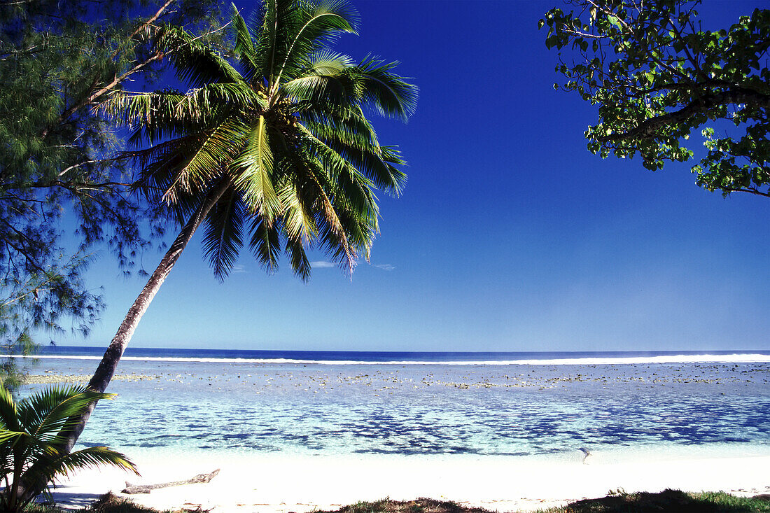 Paradise in the South Pacific Ocean with Palm trees on a white sand beach and a view to the vast blue ocean beyond,Cook Islands