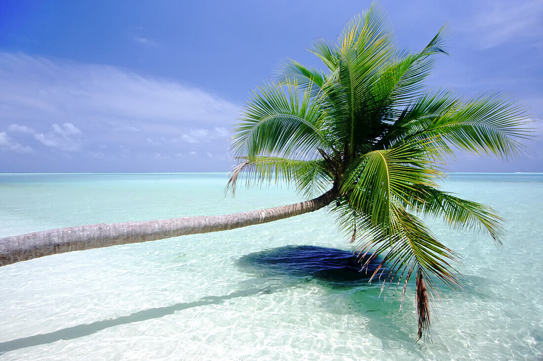 Palme, die sich über tropisches Meerwasser lehnt, Malediven
