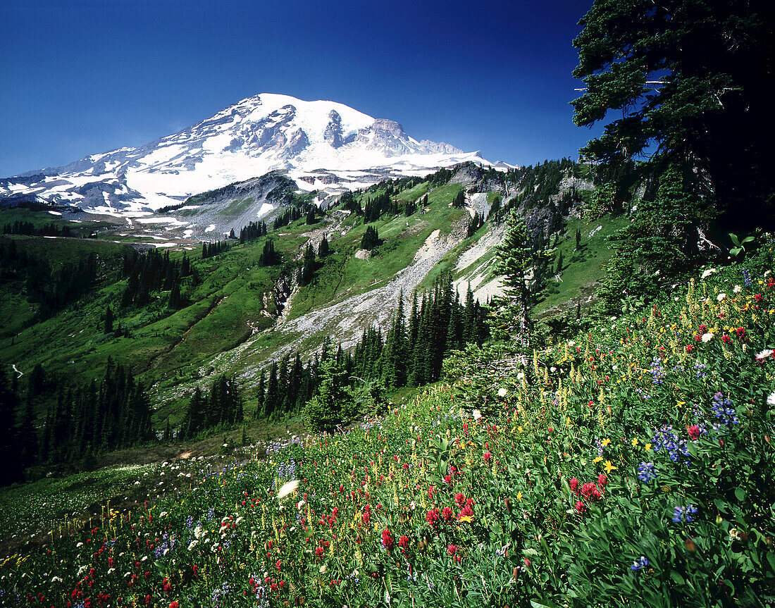 Wildblumen wachsen auf einer alpinen Wiese im Paradise Park mit schneebedecktem Mount Rainier im Mount Rainier National Park, Washington, Vereinigte Staaten von Amerika