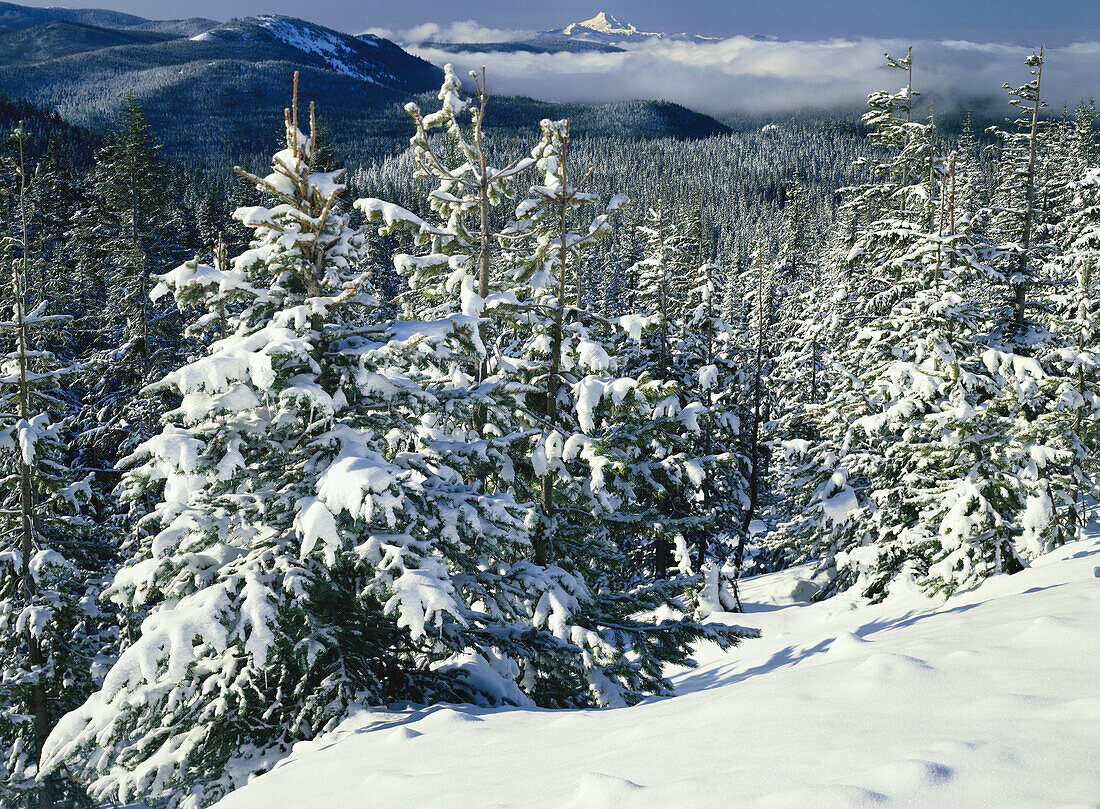 Schneebedeckter Wald in einer bergigen Landschaft mit spitzen Bergen in der Ferne, Mount Hood National Forest, Oregon, Vereinigte Staaten von Amerika