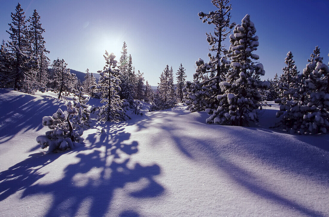 Schneebedeckter Wald in einer Berglandschaft im pazifischen Nordwesten, Mount Hood National Forest, Oregon, Vereinigte Staaten von Amerika