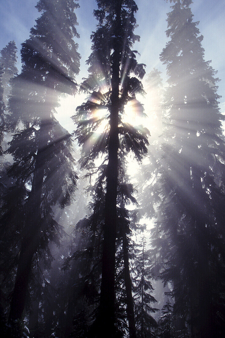 Sonnenlicht hinter silhouettierten immergrünen Bäumen, die Lichtstrahlen aussenden, Mount Rainier National Park, Washington, Vereinigte Staaten von Amerika