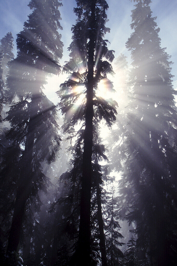 Sunlight behind silhouetted evergreen trees sending rays of light,Mount Rainier National Park,Washington,United States of America