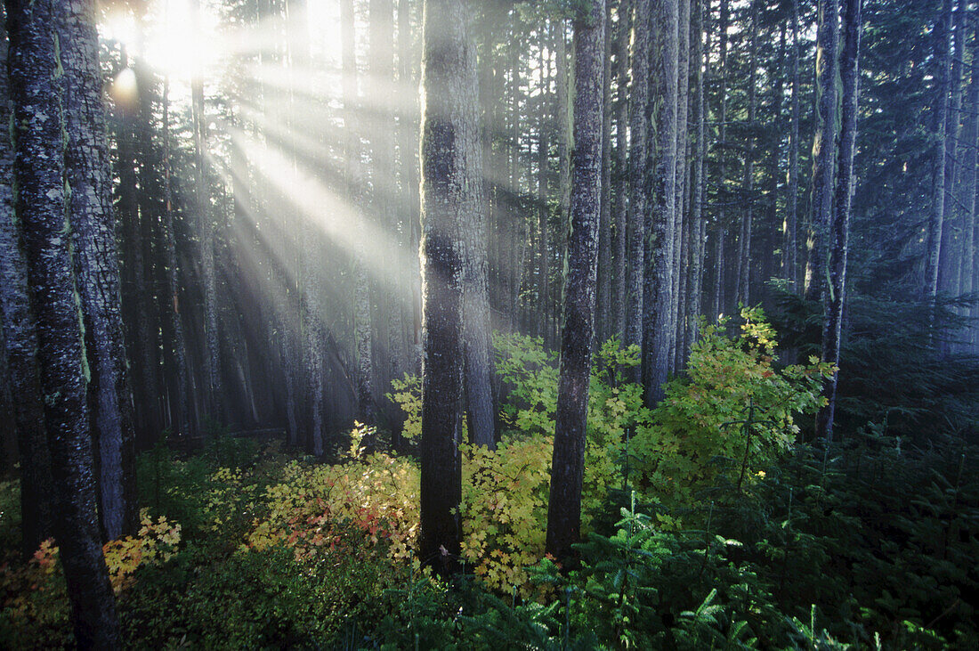 Sun rays shining through a forest in the Mount Hood National Forest with autumn coloured foliage on the forest floor,Oregon,United States of America