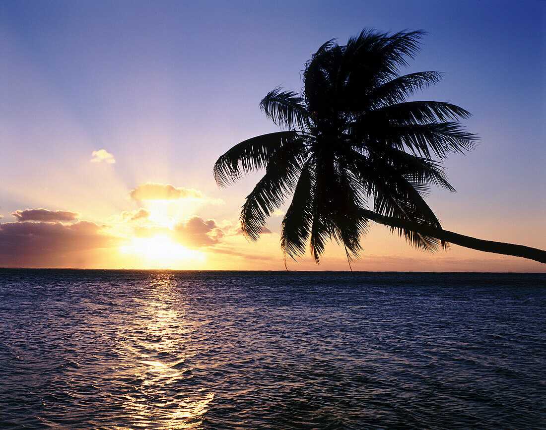 Sunlight glowing over the ocean at sunset with a silhouetted palm tree reaching out from the shore,Maldives