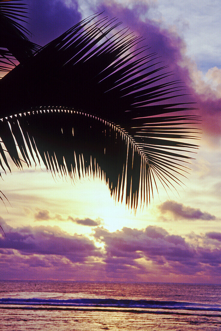Glühende Wolken über einem tropischen Ozean bei Sonnenuntergang und silhouettierte Palmwedel im Vordergrund, Cook-Inseln