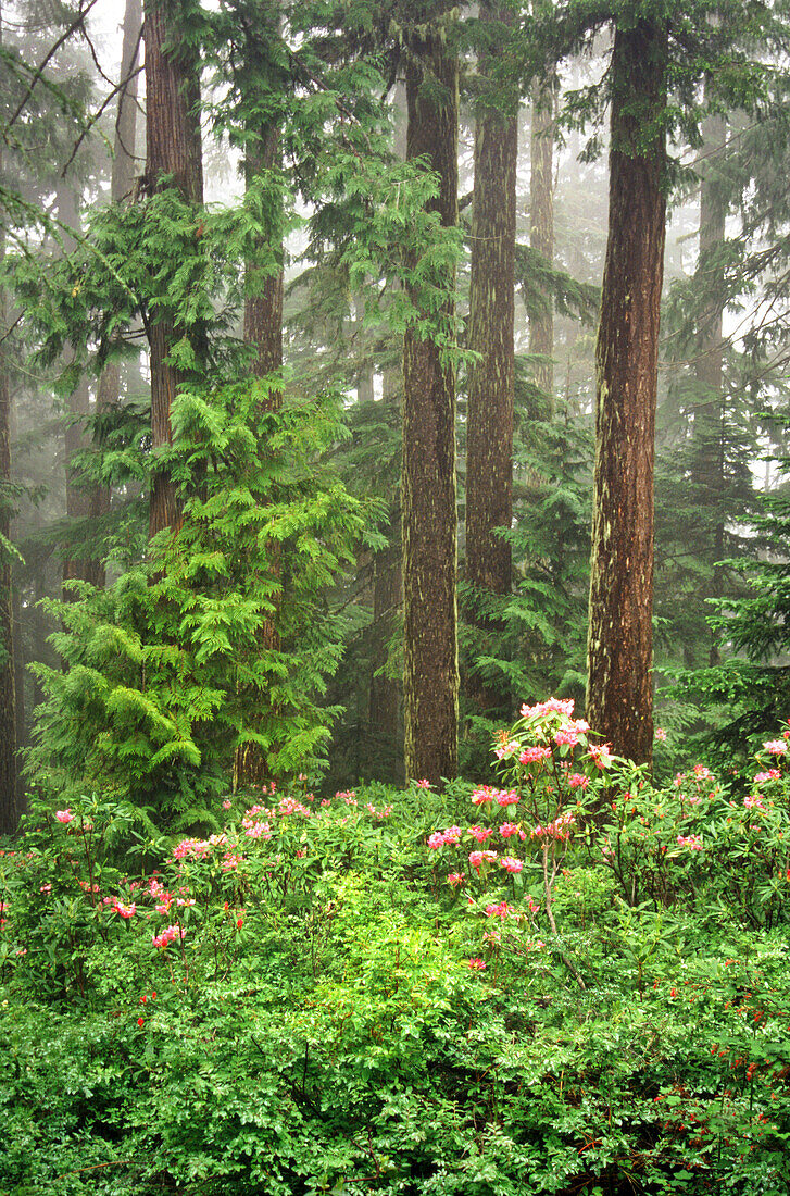 Nebel im Mount Hood National Forest mit blühenden Rhododendren im Vordergrund,Oregon,Vereinigte Staaten von Amerika