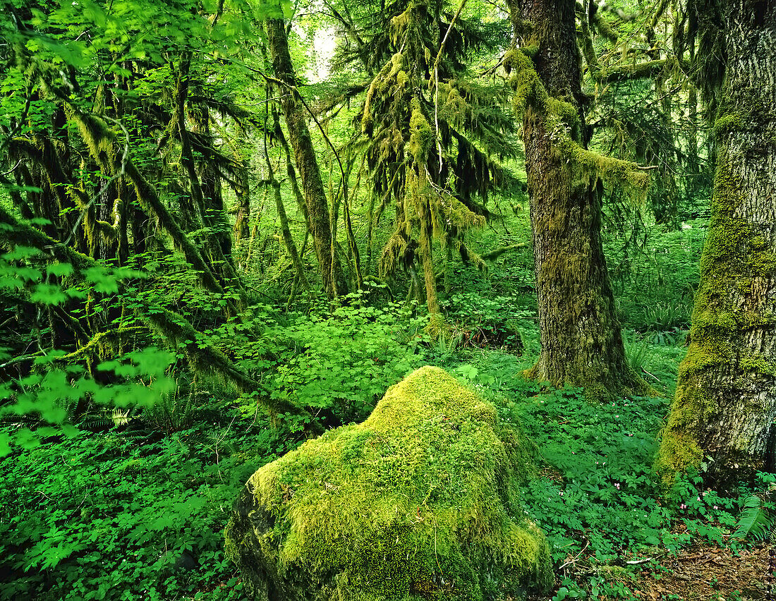 Moos bedeckt den üppig grünen Hoh Rainforest im Olympic National Park, Washington, Vereinigte Staaten von Amerika