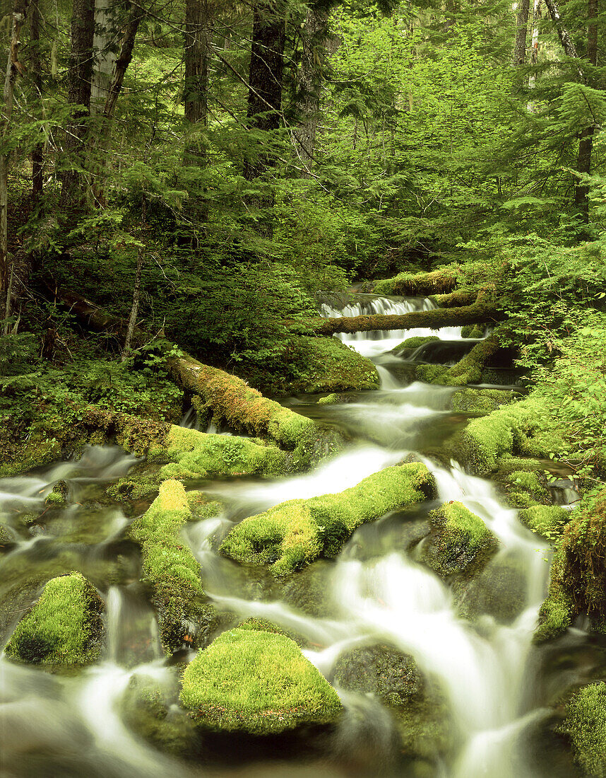 Wasserfall und gewundener Bach, der über moosbewachsene Felsen und üppiges grünes Laub im Gifford Pinchot National Forest, Washington, Vereinigte Staaten von Amerika fließt