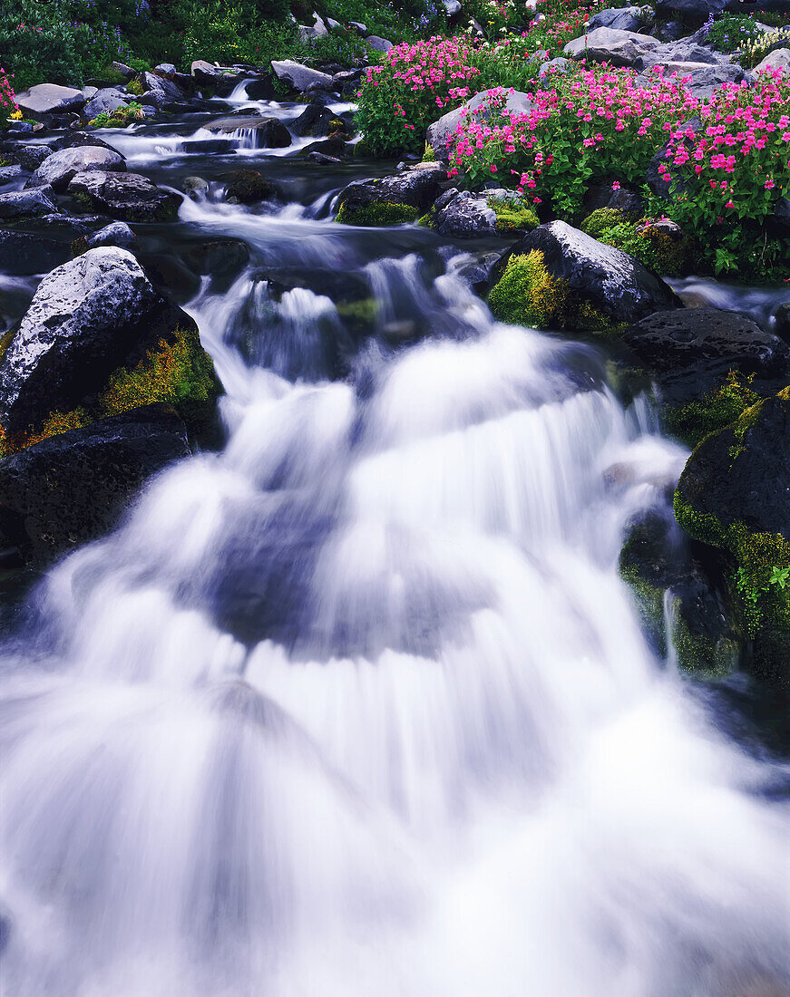 Winding stream over moss-covered rocks with blossoming plants in Mount Rainier National Park,Washington,United States of America